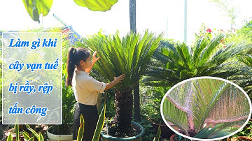 LÀM GÌ KHI CÂY VẠN TUẾ BỊ RẦY, RỆP TẤN CÔNG? XỬ LÝ VÀ PHỤC HỒI CHO CÂY VẠN TUẾ
