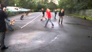 Advanced Obedience Class Video 2