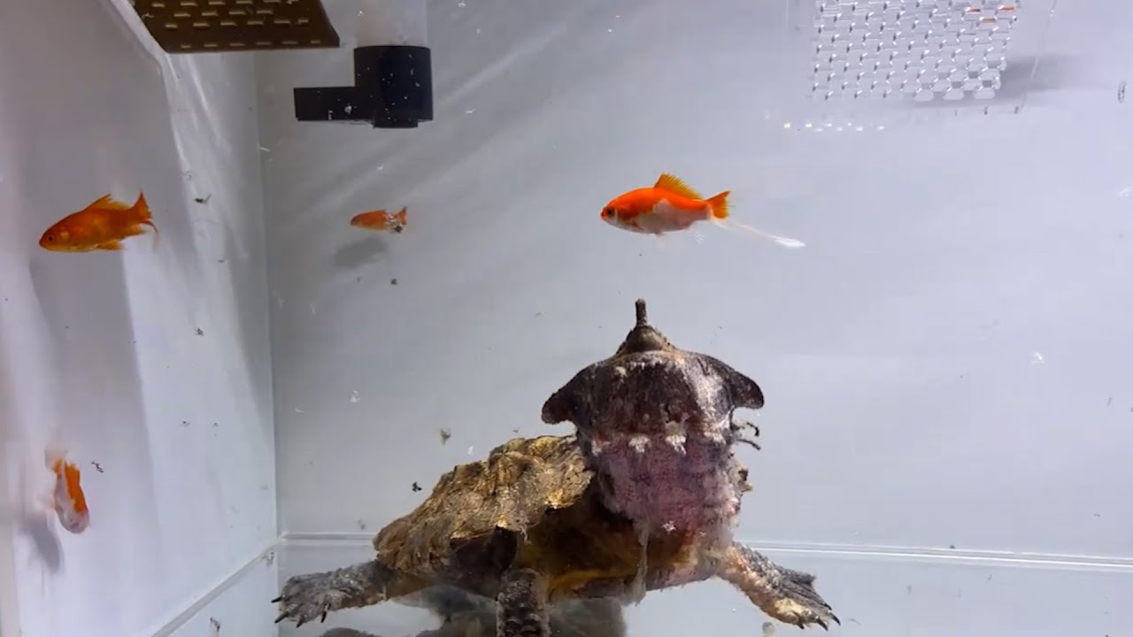Mata Mata Turtle Eats Live Goldfish LIVE FEED - YouTube