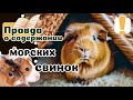 20 вещей которые надо знать о МОРСКИХ СВИНКАХ, прежде чем завести.