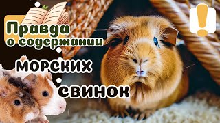 20 вещей которые надо знать о МОРСКИХ СВИНКАХ, прежде чем завести.