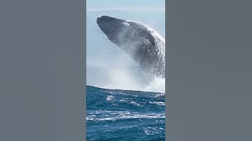 Bất ngờ thấy cá voi lưng gù săn mồi ở vịnh Cam Ranh | Truyền hình Quốc hội Việt Nam