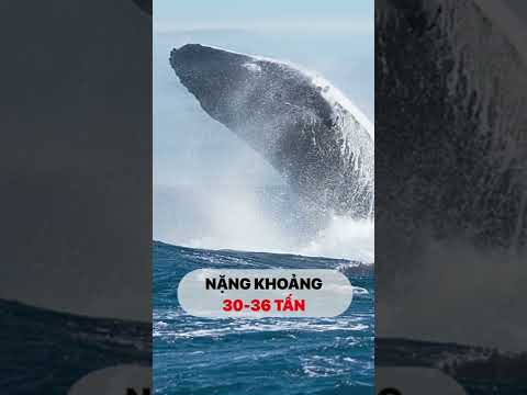 Video Bất ngờ thấy cá voi lưng gù săn mồi ở vịnh Cam Ranh |... - youtube