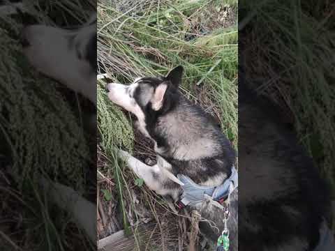 Video: Funktioner för jakt med en husky