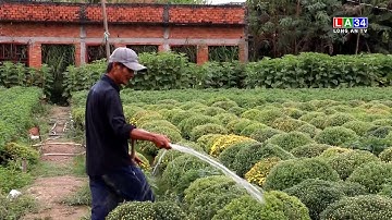 Cần Giuộc: Hoa Tết sẵn sàng phục vụ thị trường | LONG AN TV