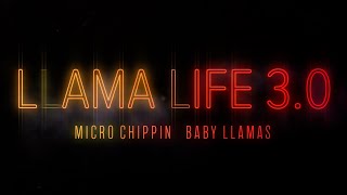 Llama Life 3.0 - Ep.3 - Micro Chipping Baby Llamas