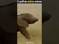 Baby 🐥 Elephant playing with Trunk 🐘 | It&#39;s Fact || #fact #elephant #trunks #viral #shorts
