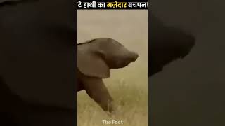 Baby 🐥 Elephant playing with Trunk 🐘 | It&#39;s Fact || #fact #elephant #trunks #viral #shorts