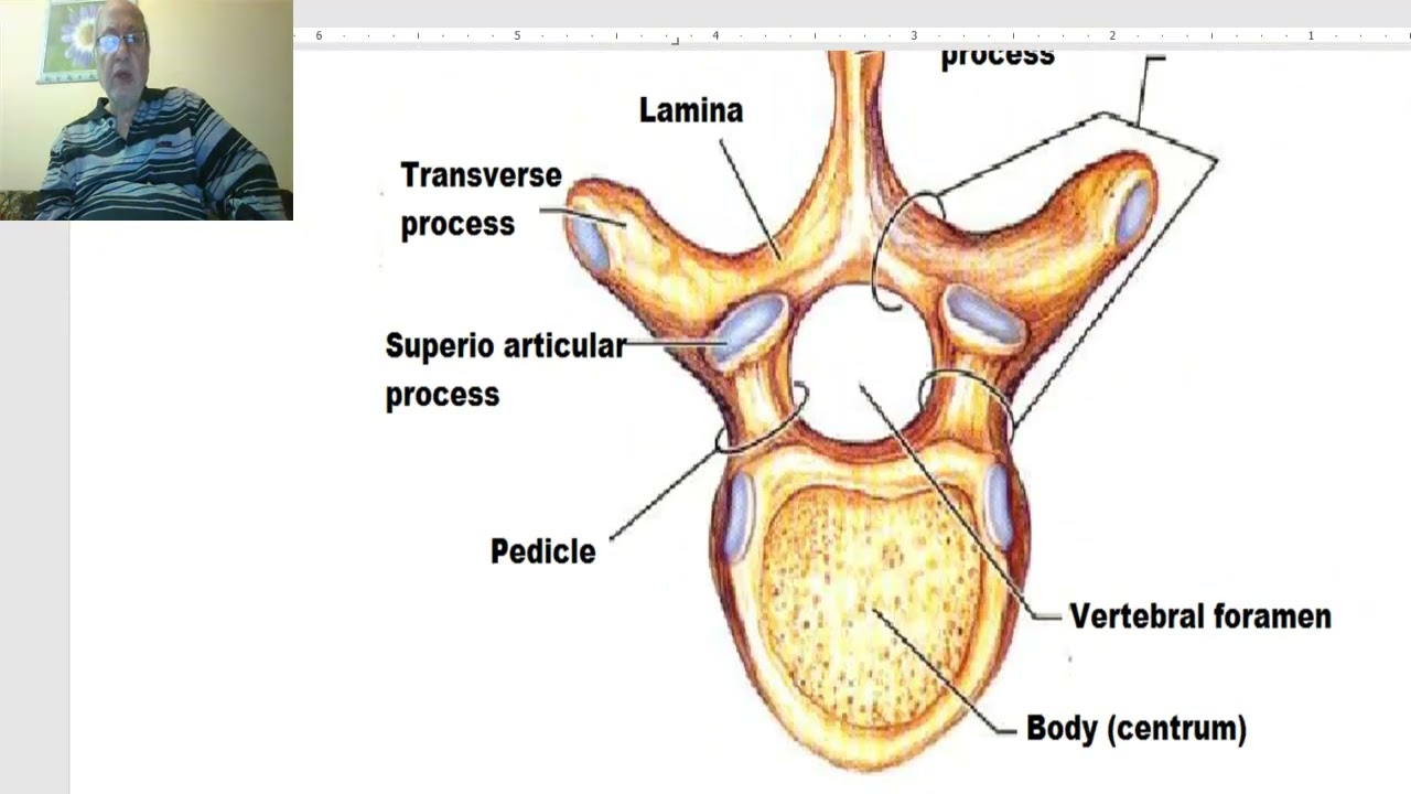 Anatomy of the vertebral column in Arabic 2023, 1 (General features of vertebral column)