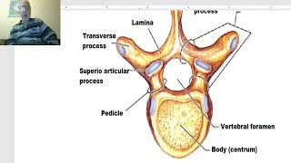 Anatomy Of The Vertebral Column In Arabic 2023, 1 General Features Of Vertebral Column