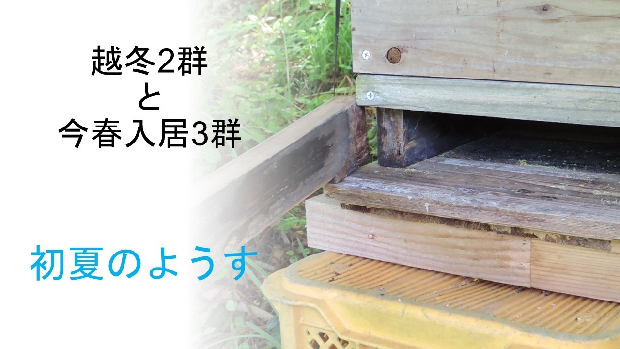 日本蜜蜂 6月中旬の巣箱観察と内検 - YouTube