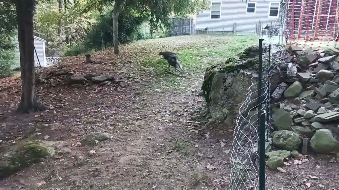 Sunday morning Rodeo 