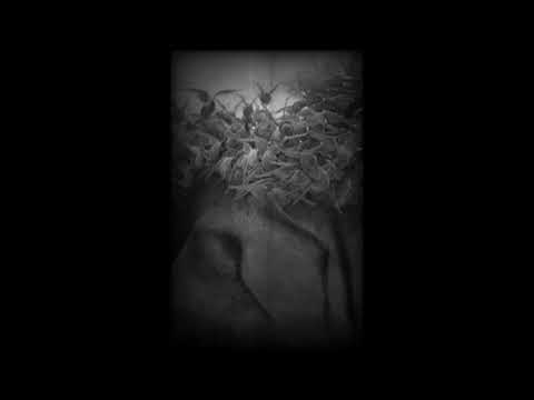 'TETRICO'| RAP |