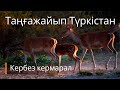 Таңғажайып Түркістан. Кербез кермарал