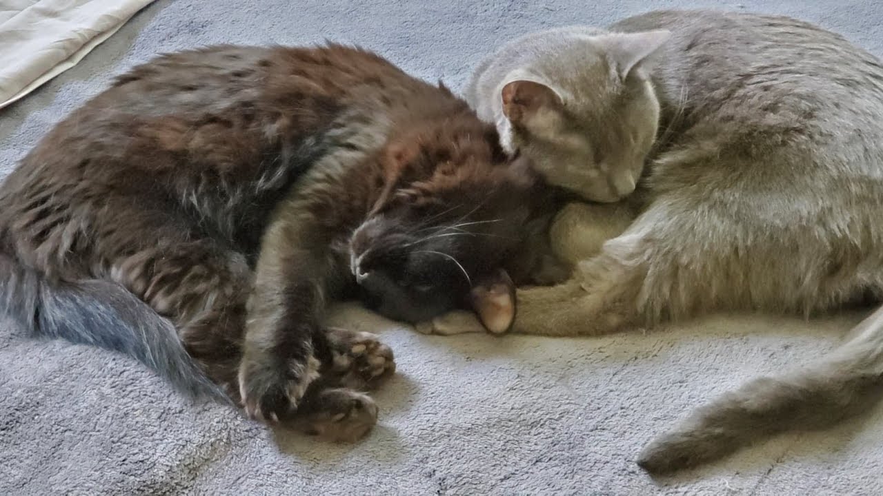Cats Hugging Each Other While Taking a Nap (PART TWO). 