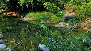 The clear stream, gently flowing water, and natural sounds heal fatigue   eliminating worries