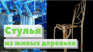 Стулья Из Живых Деревьев | Как Это Сделано | Full Grown