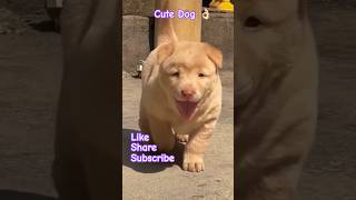 Cute Dog 🐕#cutepuppy#dog# #doglove#doglife#dogvideos# #dogviral#dogtraining#dogshorts#ytstudio👌🏻🐕🐕🐕🐕