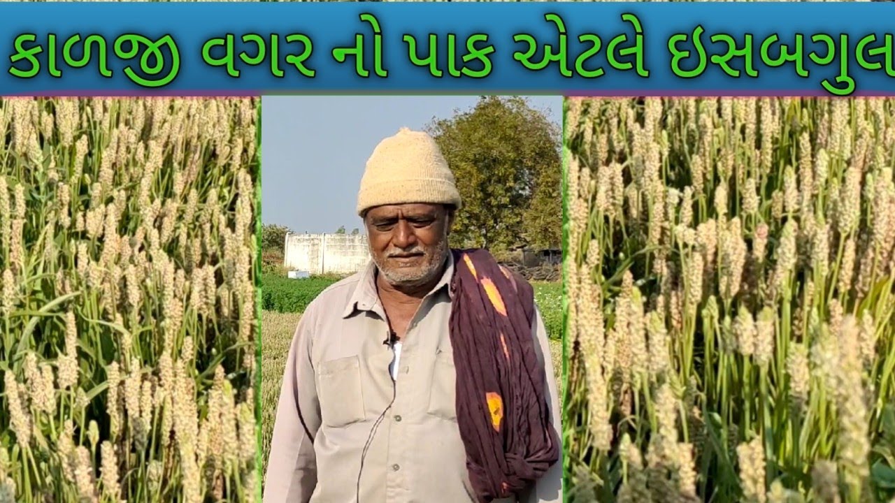 કાળજી વગરનો પાક એટલે ઇસબગુલ. /Isabgul cummi