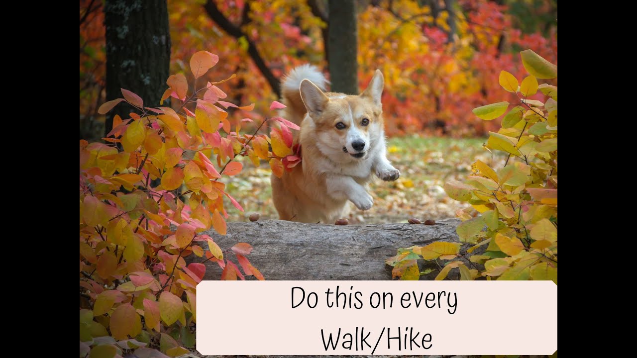 Do these 5 things on every Walk with your Dog - YouTube