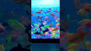 glow fish tank setup #trending #aquaticpets #breedingpair #fishkeepinghobby #fish #aquariumlife