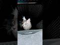 Hidden cat #funnycats#kitten #cute #pets