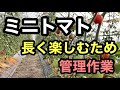 ミニトマト【収穫後の管理作業】長く楽しむために