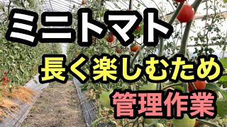 ミニトマト【収穫後の管理作業】長く楽しむために