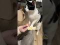 食い意地オバケの猫に初めてバナナをあげた結果…