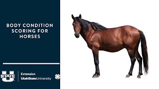Body Condition Scoring for Horses