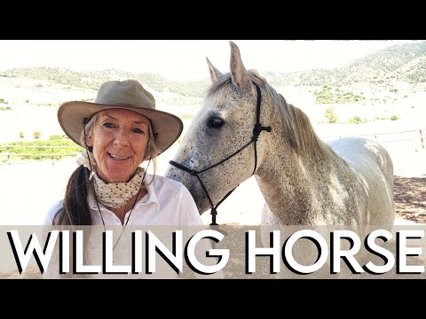 How to Have a Willing Horse — Free Forward Movement