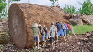 Menggergaji kayu trembesi raksasa terbesar menghebohkan di sawmil