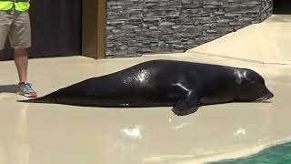 SeaWorld San Antonio Sea Lion & Otter Spotlight 2022 by Fernando Ramirez 8,443 views 1 year ago 27 minutes