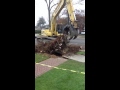 Giant stump removal