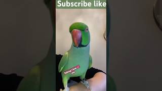 Talking Say Mithu I Love You