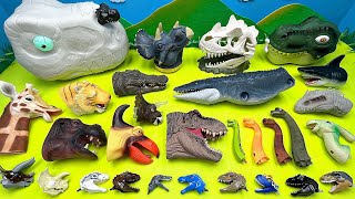 50 Dinosaur Heads | Brachiosaurus Tyrannosaurus Triceratops Indominus Head toys 공룡 머리 놀이