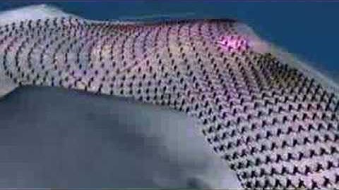 Schiffie & Co - La danse des pingouins