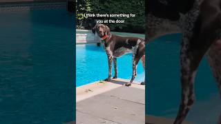 At least he keeps himself occupied ...#gsp #germanshorthairedpointer #funnydog #dogs #dogvideos