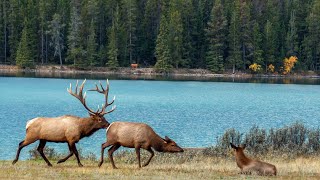 Magnificent Bull During the Elk Rut