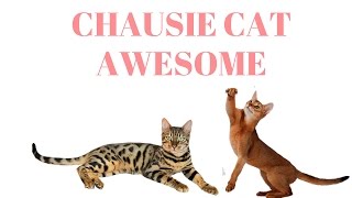 CHAUSIE CATS Are Awesome: CHAUSIE CATS Life Compilation by Cats World 1,221 views 7 years ago 1 minute, 41 seconds