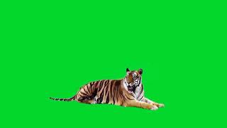green screen harimau bergerak dan freemusik