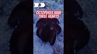 Crazy Facts About Octopuses! #shorts