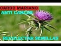 Recolectar semillas Cardo Mariano o Cardo Borriquero medicina contra el cancer - VIVIR EN EL CAMPO