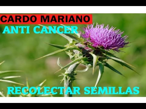 para q es bueno el cardo mariano
