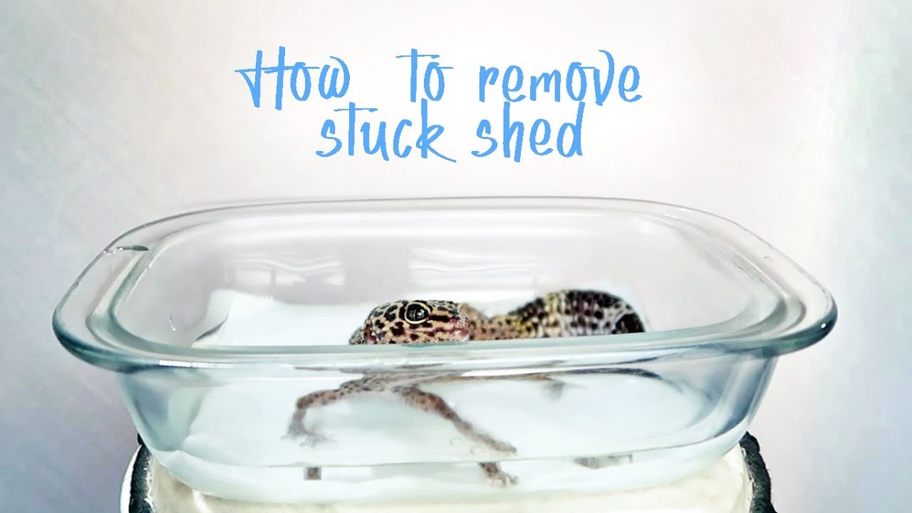 How To Get Skin Off Gecko Toes
