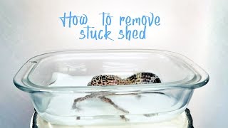 GIVING A GECKO A BATH  Removing Stuck Shedded Skin!