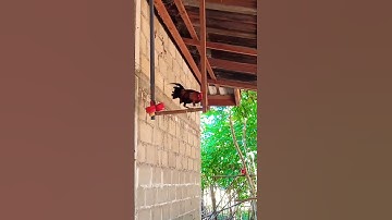 qaib qus txuam f2  zoo nkauj heev