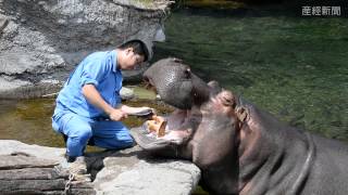 天王寺動物園でカバの歯みがき
