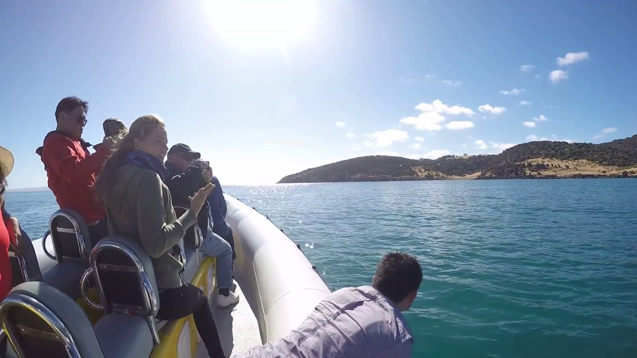 Kangaroo Island Ocean Safari | Experience Oz