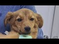 Собака Дейзи восстанавливается после операции
